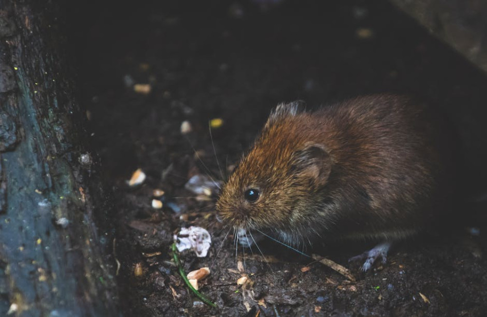 Waarom knaagdieren hun tanden slijten en hoe je daarbij helpt