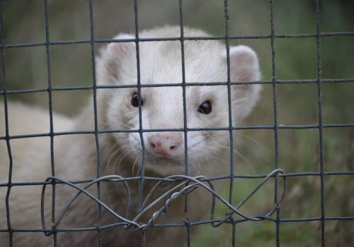 Wat betekent het specifieke gedrag van een fret als hij danst of klappert?