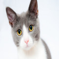 Hoe vaak moet je een kat ontwormen en waarop moet je letten?