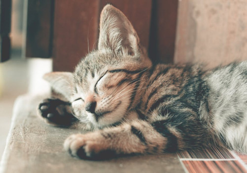 Waarom miauwen katten en wat proberen ze je te vertellen?