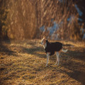 Vanaf hoeveel graden heeft een whippet in de herfst een hondenjas nodig
