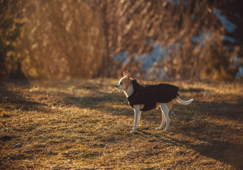 Vanaf hoeveel graden heeft een whippet in de herfst een hondenjas nodig