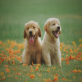 Waarom honden gras eten: wat zegt dit over hun gezondheid?