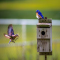 Vogels voeren in de zomer: doen of niet?