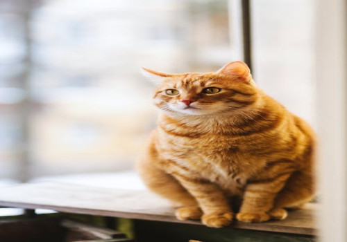 Waarom katten spinnen en wat dit zegt over hun gemoedstoestand