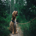 Een hond die zijn eigen poep eet: Hoe komt dit en wat kun je eraan doen?