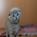 Waarom eet mijn kat geen brokjes meer? Oorzaken en oplossingen