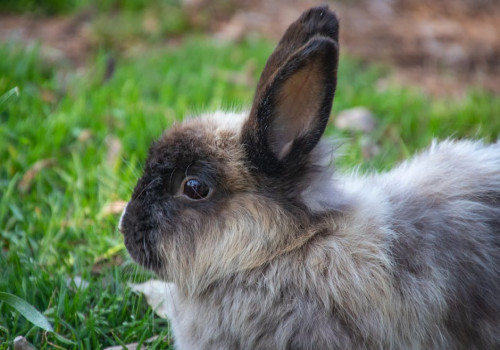 Hoe oud kunnen konijnen echt worden? Een uitgebreide blik op hun levensduur