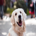 Waarom snurkt mijn hond en is het gevaarlijk?