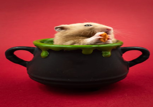 Wat moet je doen als je hamster niet meer wil eten?