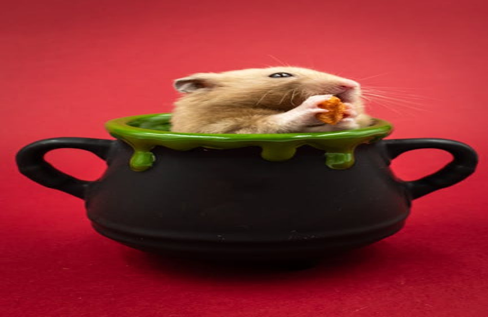 Wat moet je doen als je hamster niet meer wil eten?