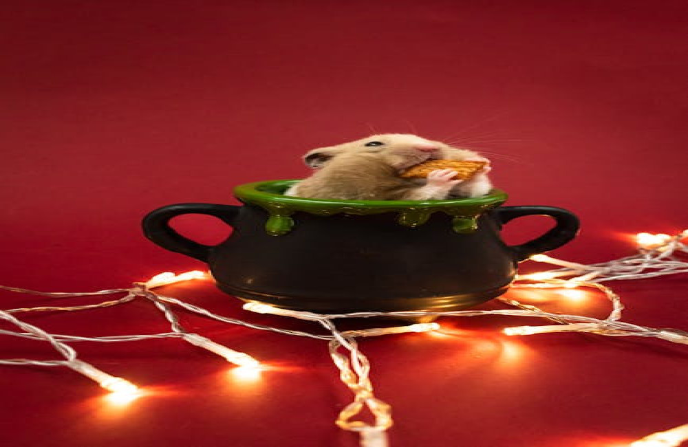 Hoe herken je stress bij hamsters en wat kun je eraan doen?