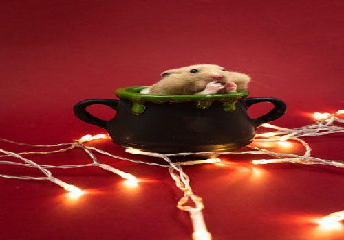Waarom knaagt mijn hamster aan zijn tralies en wat kan ik eraan doen?