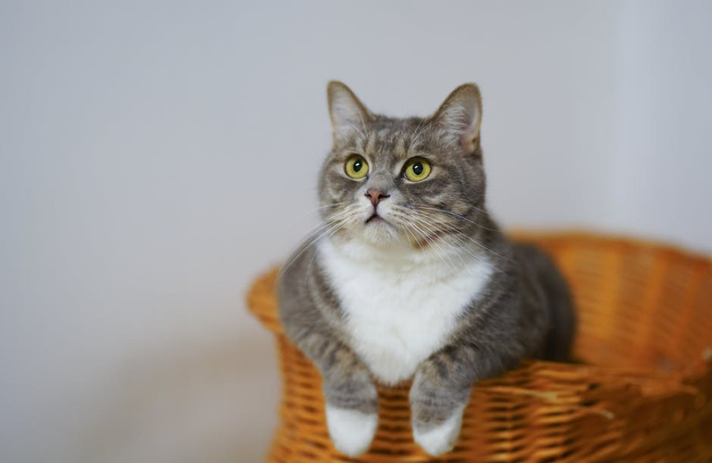 Hoe vaak moet je een kat ontwormen en waarom is het zo belangrijk?