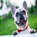 Waarom kwijlt mijn hond en wat kan ik eraan doen?