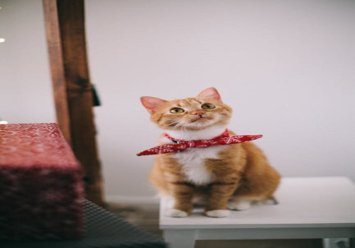 Wat betekent ‘de kat uit de boom kijken’ en waar komt het vandaan?