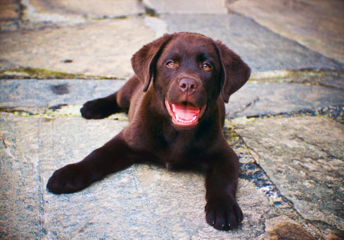Hoeveel maaltijden per dag heeft een labradorpuppy van 10 weken nodig en wanneer minder