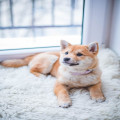 Waarom eet mijn hond poep? Oorzaken en oplossingen uitgelegd