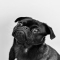 Hoe vaak moet je een hond ontwormen en waarom is het zo belangrijk?