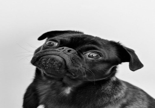Hoe vaak moet je een hond ontwormen en waarom is het zo belangrijk?
