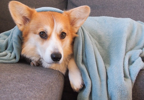 Hoe merk je dat je hond ziek is: teken, symptomen en preventie