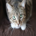 Waarom miauwen katten ineens veel en wat kun je doen?