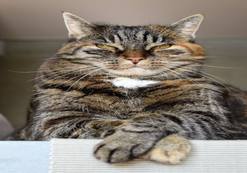 Hoe vaak moet je een kat ontwormen? Dit moet je echt weten