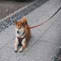 Wat is een Shiba inu?
