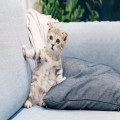 Hoe herken je stress bij je kat en wat kun je eraan doen?