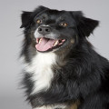 Waarom niest mijn hond zo vaak en is het iets om je zorgen over te maken?