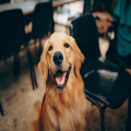 Waarom heeft mijn hond ineens diarree zonder andere symptomen?