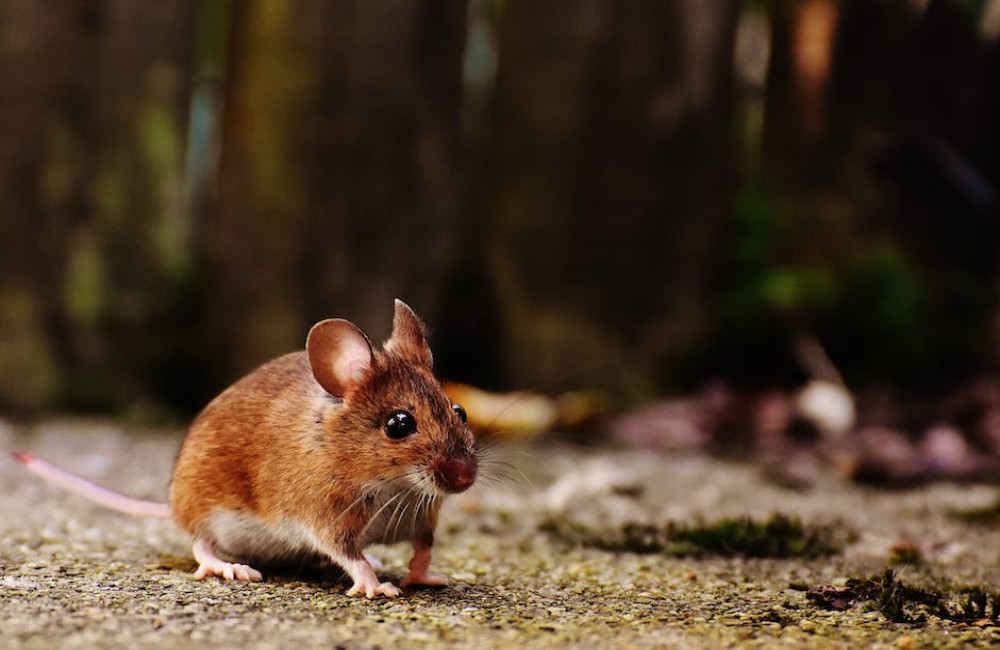 Waarom knaagdieren constant moeten knagen en hoe je dit ondersteunt