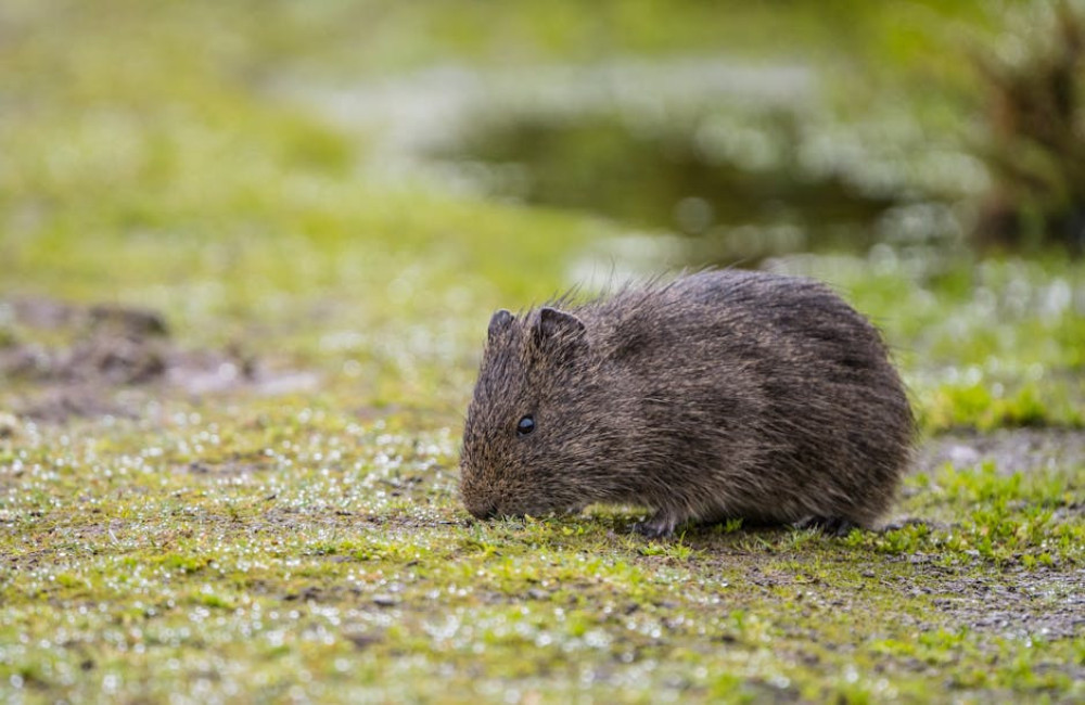 Hoe oud wordt een cavia gemiddeld? Alles over de levensduur en verzorging