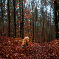 Hoeveel wilde kastanjes zijn giftig voor een hond van 10 kilo tijdens de herfstwandeling
