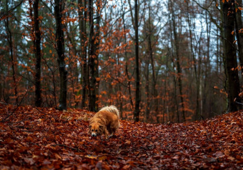 Hoeveel wilde kastanjes zijn giftig voor een hond van 10 kilo tijdens de herfstwandeling