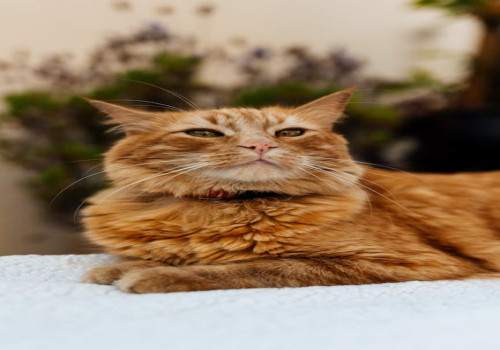 Waarom geeft mijn kat kopjes en wat betekent dit gedrag