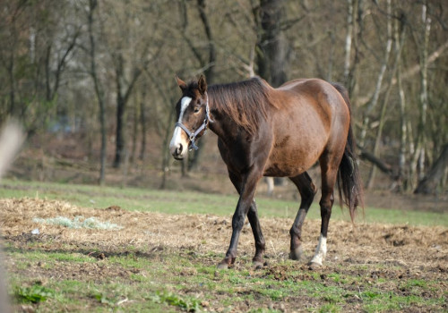 Vliegen en insecten rondom je paard: wat je dit seizoen echt moet weten