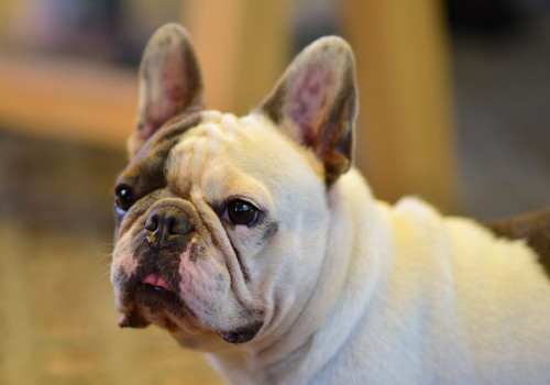 Hoeveel gram brokken per dag eet een Franse bulldog van 12 kilo en hoe verdeel je dat