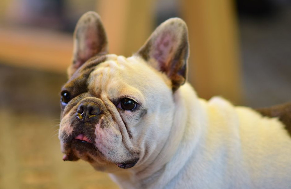 Hoeveel gram brokken per dag eet een Franse bulldog van 12 kilo en hoe verdeel je dat