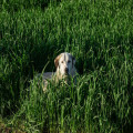 Hoe bescherm je je hond tegen teken in het voorjaar