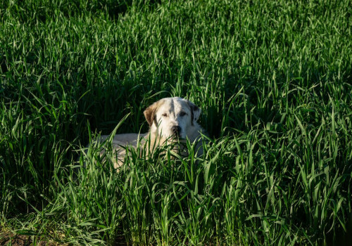 Hoe bescherm je je hond tegen teken in het voorjaar