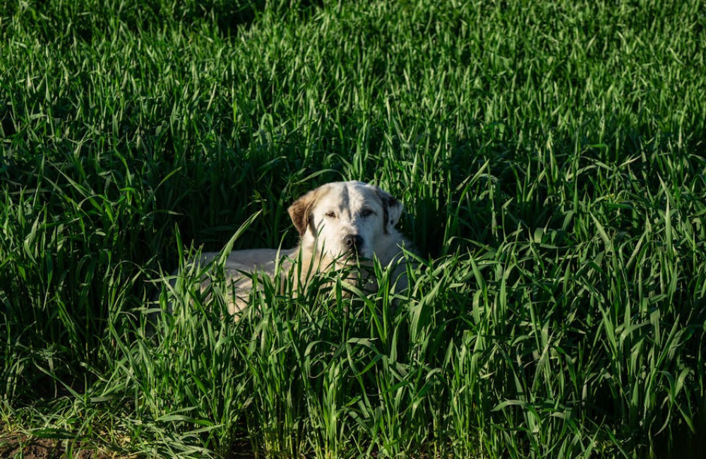 Hoe bescherm je je hond tegen teken in het voorjaar