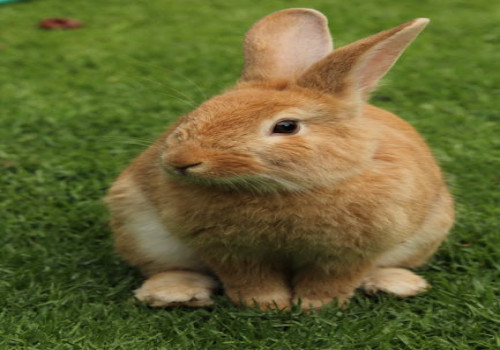 Waarom eet mijn konijn zijn eigen keutels op?