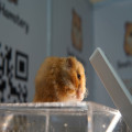 Is het verzorgen van een hamster moeilijk? Alles wat je moet weten