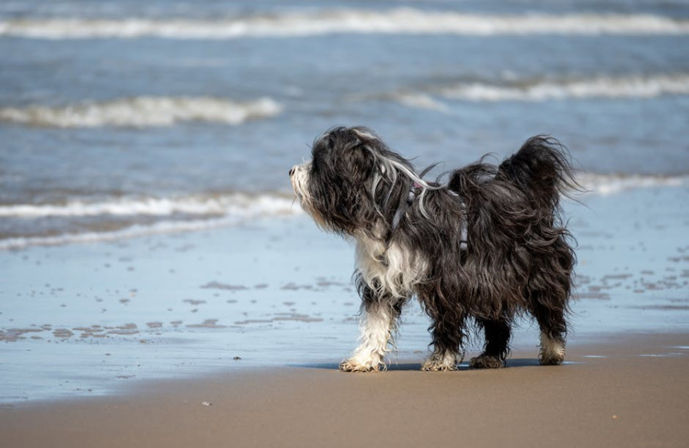 Vanaf welke temperatuur is het te warm om je hond overdag uit te laten