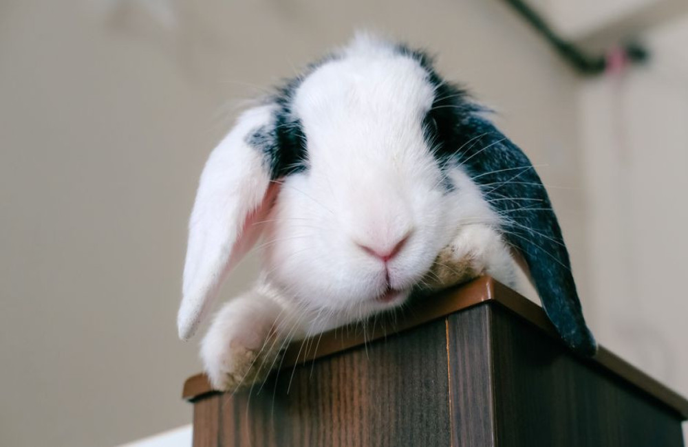 Hoeveel hooi heeft een konijn van 2 kilo per dag nodig?