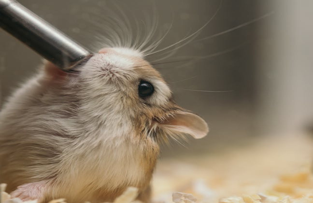 Wat betekent het als mijn hamster overdag actief is?
