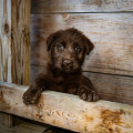 Hoe lang mag je een puppy van 12 weken alleen thuis laten nu de scholen weer begonnen zijn