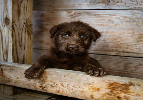 Hoe lang mag je een puppy van 12 weken alleen thuis laten nu de scholen weer begonnen zijn