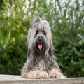 Mag een hond watermeloen eten en hoeveel is veilig op een warme dag